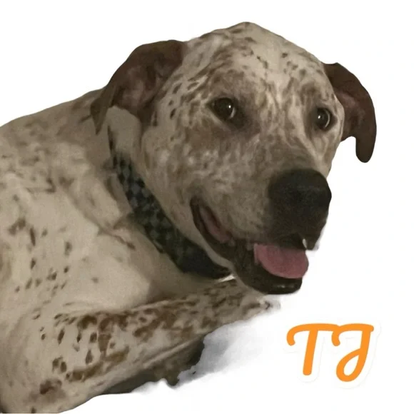 🐾RESCUE FLYER🐾 - Picture 5 of 9